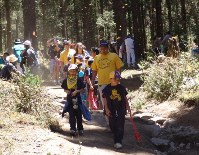  Forest walk 